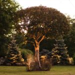 Medway Backyard Retreat