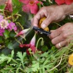 Westwood backyard oasis