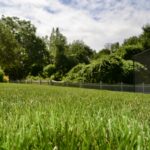 Westwood backyard oasis