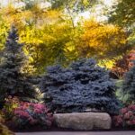 Medway Backyard Retreat